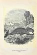 North Atlantic Right Whale