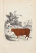 The Cow