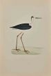 Ibis