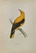Golden Oriole