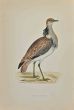 Macqueen's Bustard
