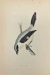 Grey Shrike