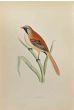 Bearded Tit 