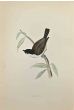 Marsh Tit