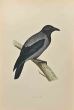 Hooded Crow