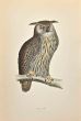 Eagle Owl