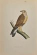 Rough-Legged Buzzard