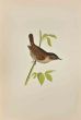 Wren