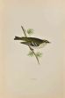 Goldcrest