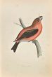 Parrot Crossbill