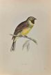 Cirl Bunting