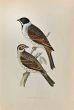 Black-Headed Bunting