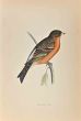 Mountain Finch