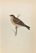 Twite