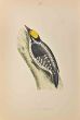 Three-Toed Woodpecker