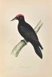 Black Woodpecker