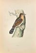 Wryneck
