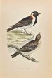 Lapland Bunting