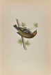 Firecrest