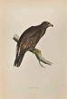 Spotted Eagle