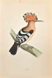 Hoopoe