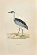 Night Heron