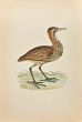Bittern
