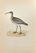 Whimbrel