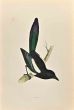 Magpie