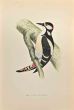 Great Spotted Wodpecker