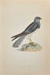 Montacu's Harrier