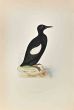 Black Giullemot