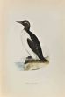 Ringed Guillemot