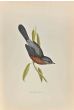 Dartford Warbler