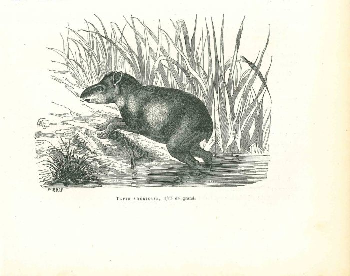 Tapir Américain