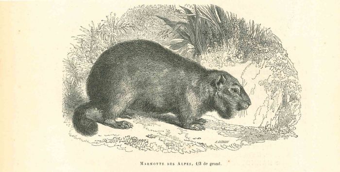 Marmotte Des Alpes