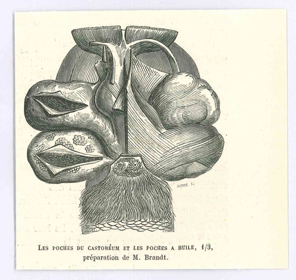 Les Poches Du Castoréum