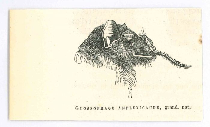 Glossophage