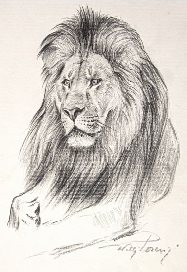 Lion by Willi Lorenz