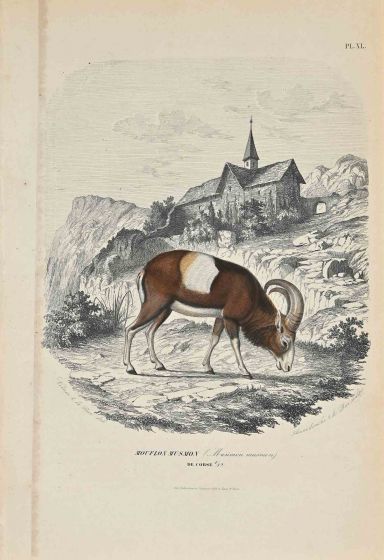 Mouflon Musmon