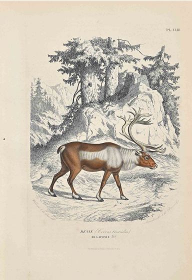 Paul Gervais - The Reindeer - Modern Artwork