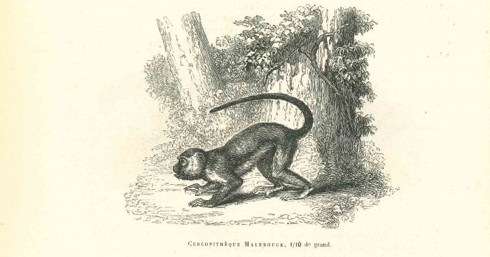 The Monkey