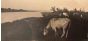 The Old Days  Photo - Herd