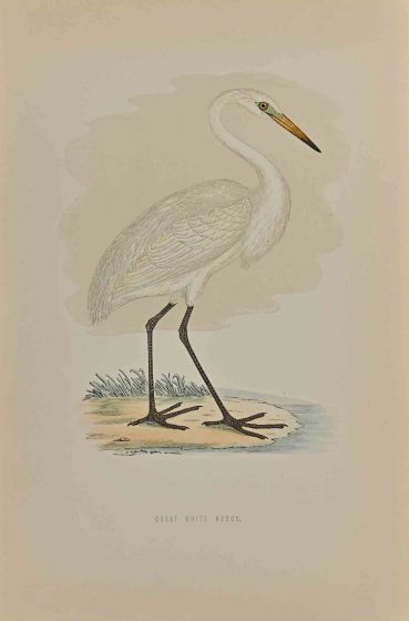 Great White Heron