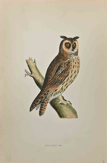 Long-Eared Owl