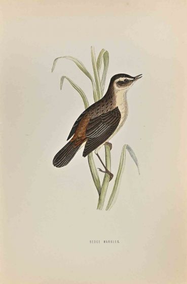 Sedge Warbler