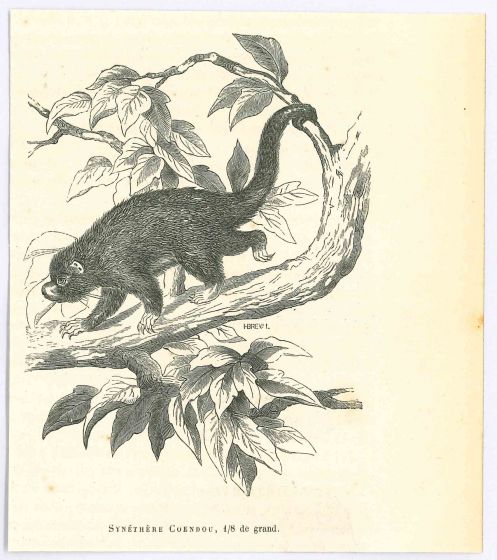 Prehensile-tailed Porcupine
