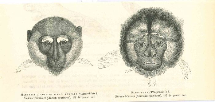 Monkeys
