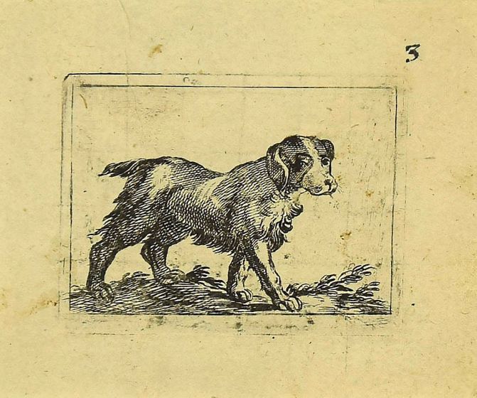 Dog by Antonio Tempesta - Artwork 