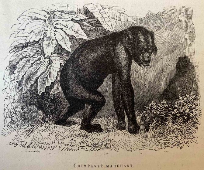 The Chimpanzee